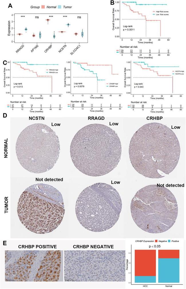 CRHBP Antibody in Immunohistochemistry (IHC)