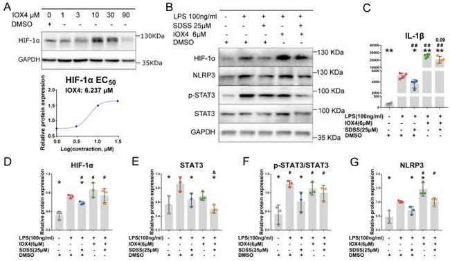 NLRP3 Antibody in Western Blot (WB)