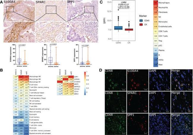 S100A4 Antibody in Immunohistochemistry (IHC)