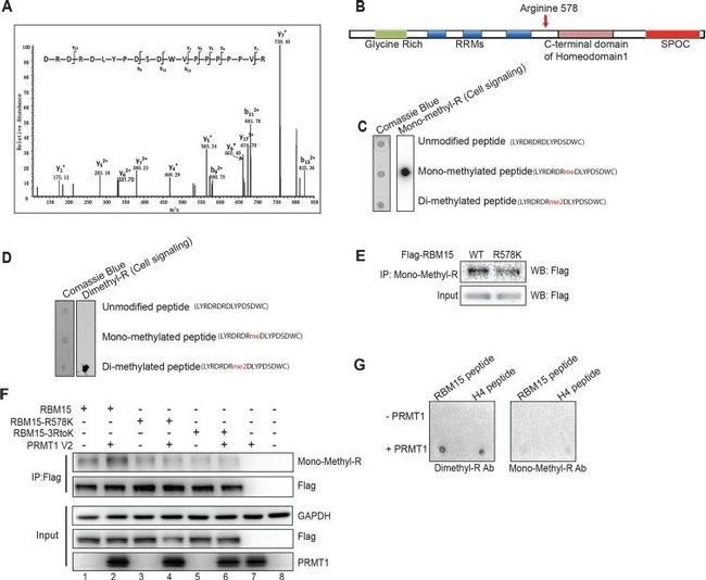 GAPDH Loading Control Antibody in Western Blot (WB)