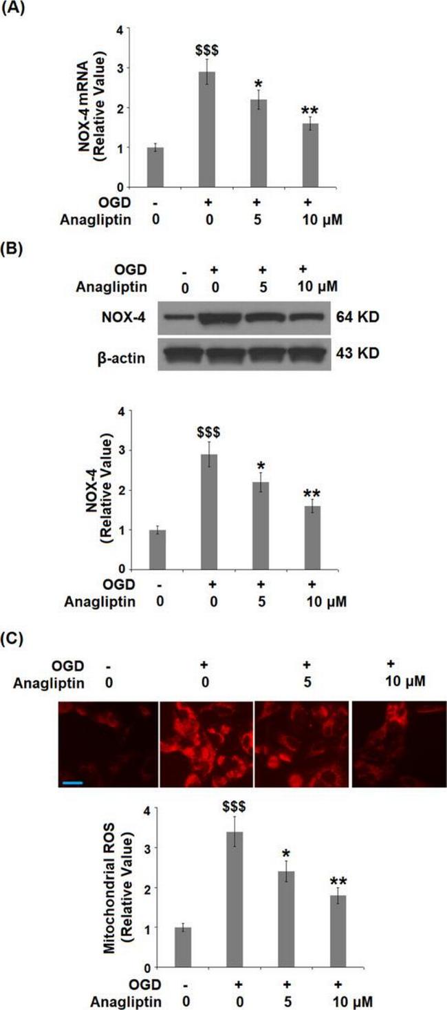 NOX4 Antibody in Western Blot (WB)