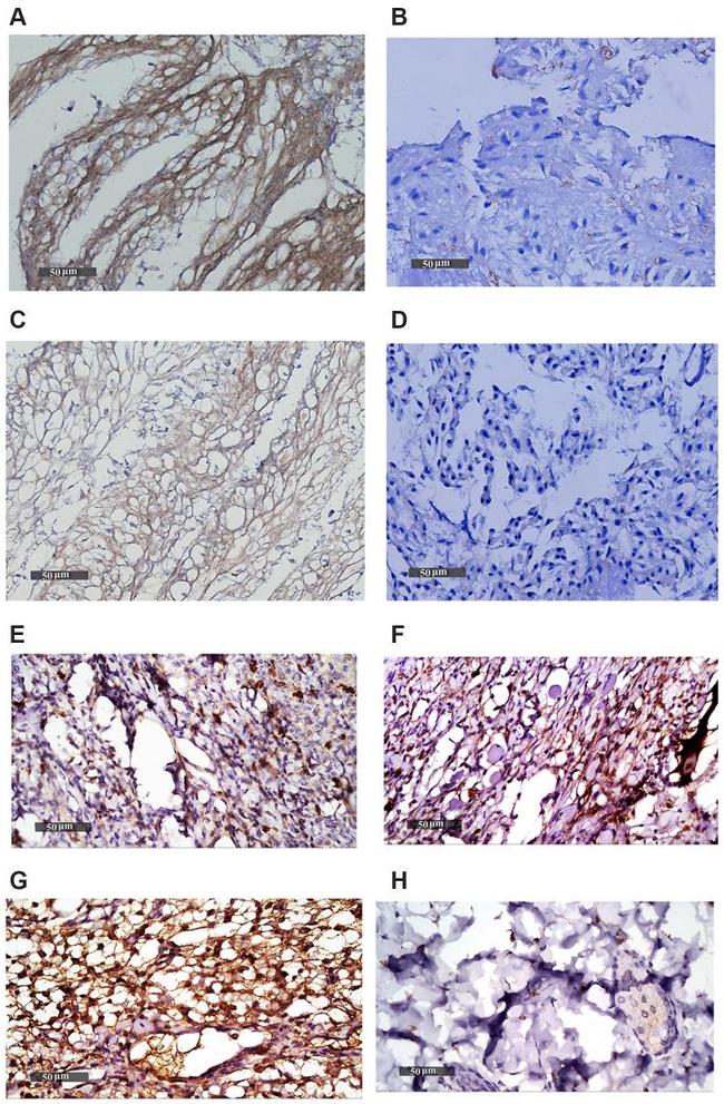 Collagen II Antibody in Immunohistochemistry, Immunohistochemistry (Paraffin) (IHC, IHC (P))