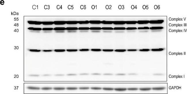 Mouse IgG (H+L) Secondary Antibody in Western Blot (WB)