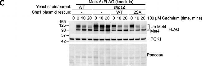 Mouse IgG (H+L) Secondary Antibody in Western Blot (WB)