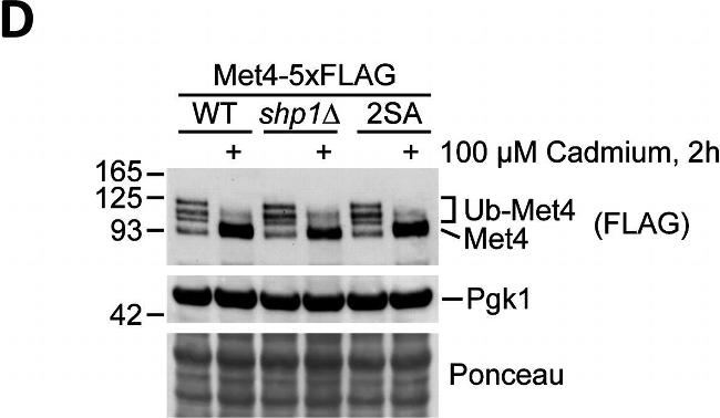 Mouse IgG (H+L) Secondary Antibody in Western Blot (WB)