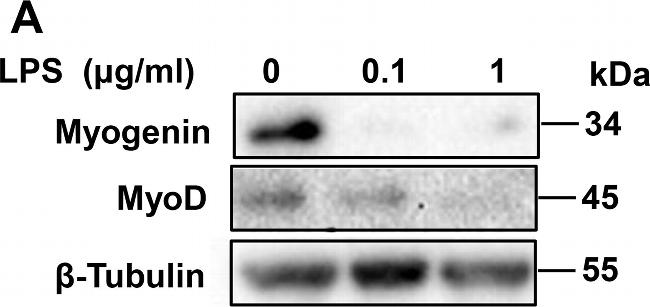 Mouse IgG (H+L) Secondary Antibody in Western Blot (WB)