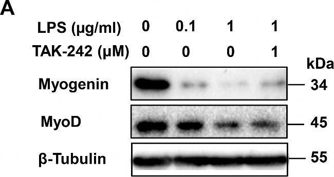 Mouse IgG (H+L) Secondary Antibody in Western Blot (WB)