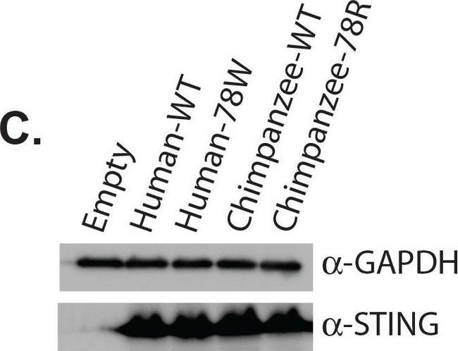 Rabbit IgG (H+L) Secondary Antibody in Western Blot (WB)