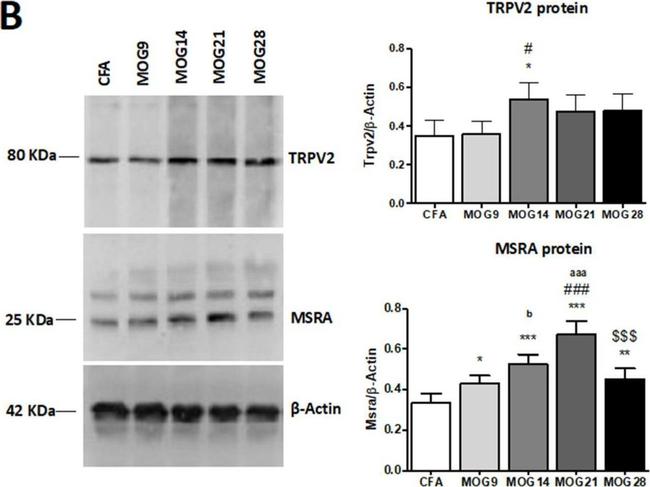 Mouse IgG (H+L) Secondary Antibody in Western Blot (WB)