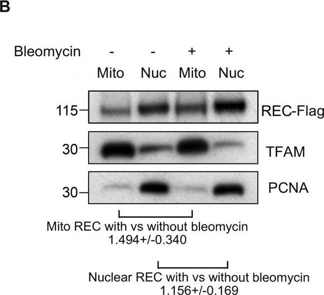 Mouse IgG (H+L) Secondary Antibody in Western Blot (WB)