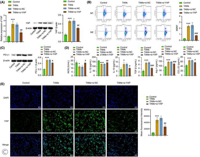 CD206 Antibody in Flow Cytometry (Flow)