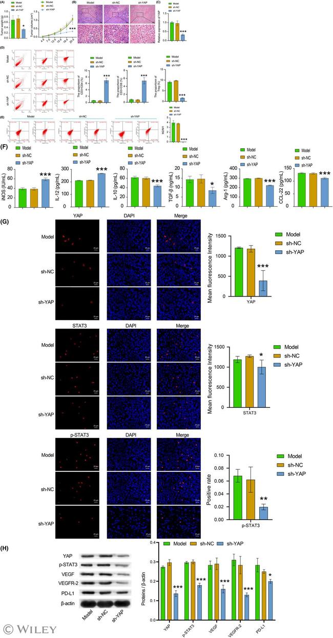 CD4 Antibody in Flow Cytometry (Flow)