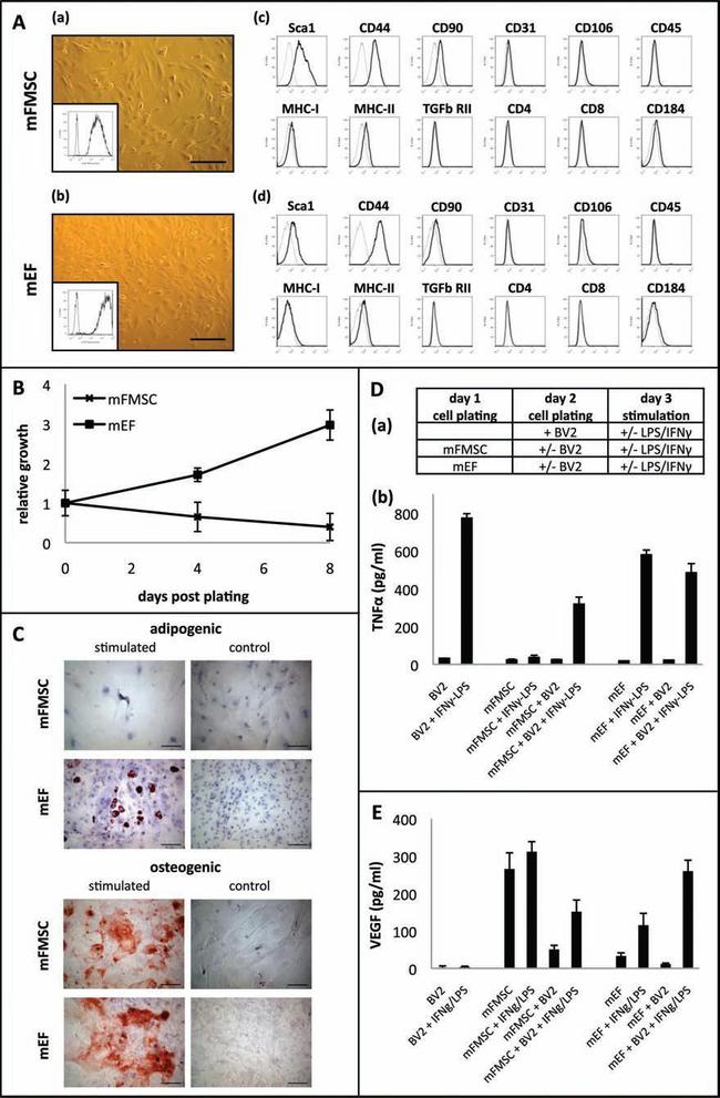 CD90.1 (Thy-1.1) Antibody in Flow Cytometry (Flow)