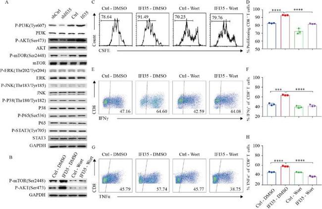 TNF alpha Antibody in Flow Cytometry (Flow)