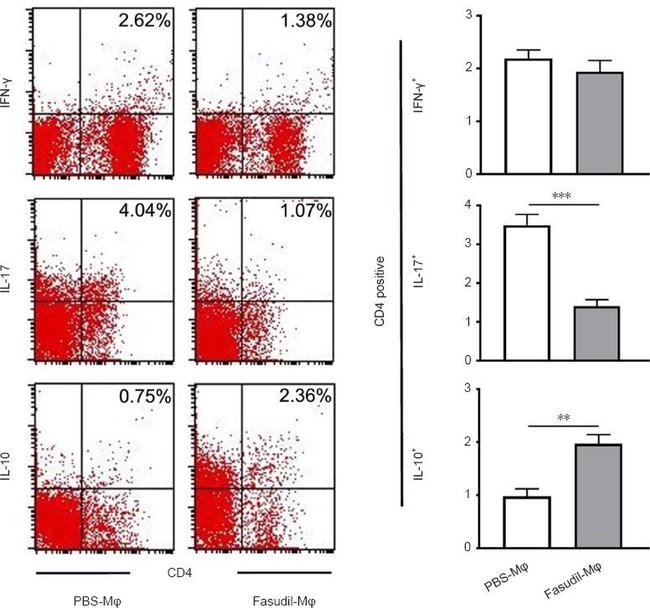 CD4 Antibody in Flow Cytometry (Flow)