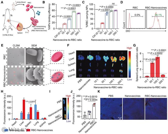 CD11c Antibody in Flow Cytometry (Flow)