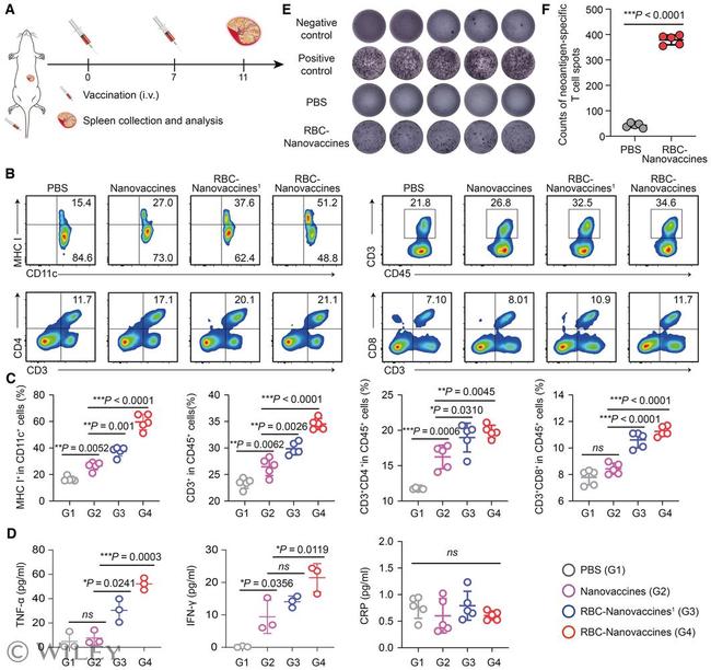 CD4 Antibody in Flow Cytometry (Flow)