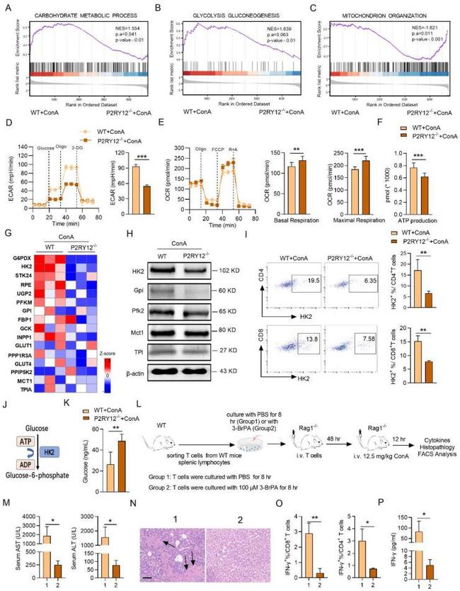 CD4 Antibody in Flow Cytometry (Flow)