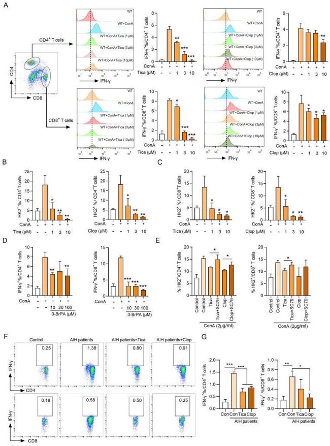 IFN gamma Antibody in Flow Cytometry (Flow)