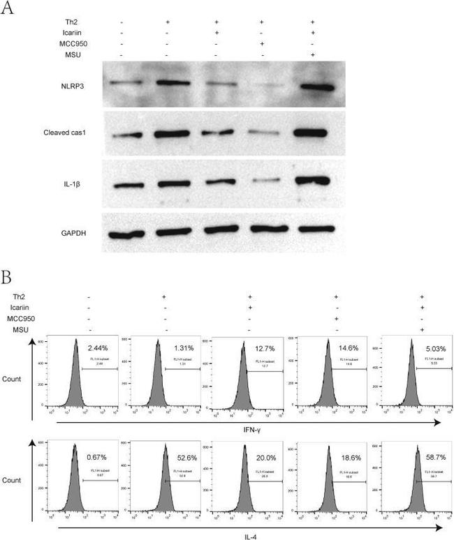 Caspase 1 (Cleaved Asp210) Antibody in Western Blot (WB)