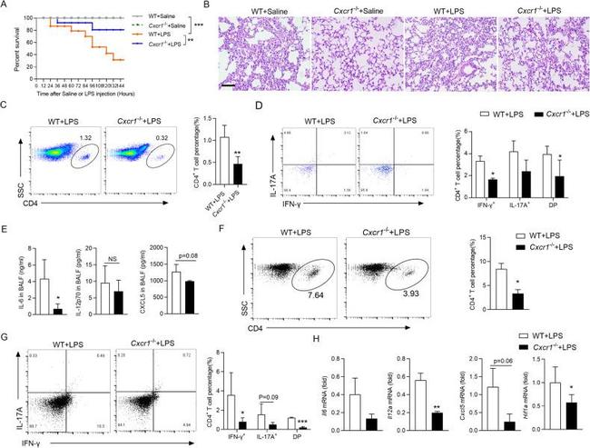 CD4 Antibody in Flow Cytometry (Flow)