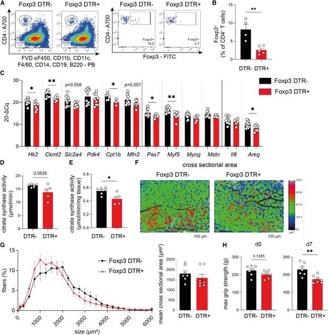 CD4 Antibody in Flow Cytometry (Flow)