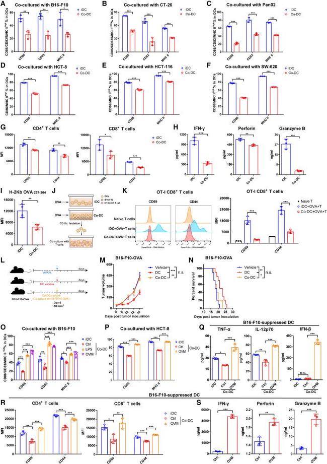 CD69 Antibody in Flow Cytometry (Flow)