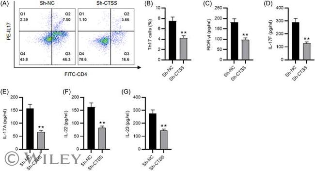 CD4 Antibody in Flow Cytometry (Flow)