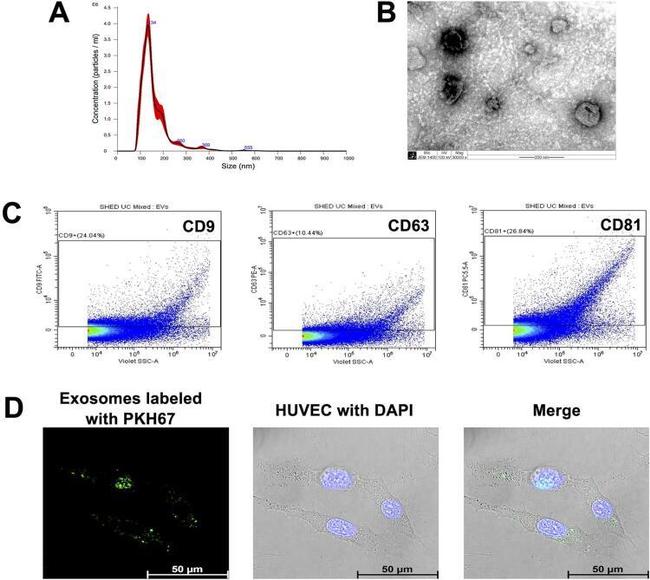 CD9 Antibody in Flow Cytometry (Flow)