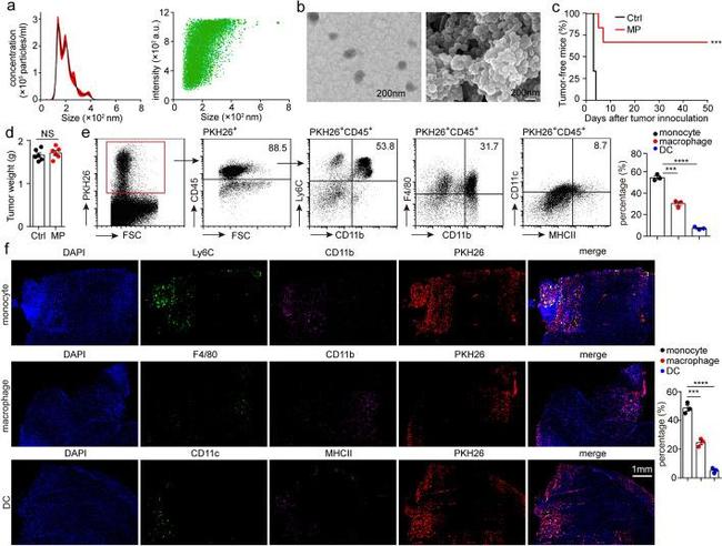 Ly-6C Antibody in Flow Cytometry (Flow)