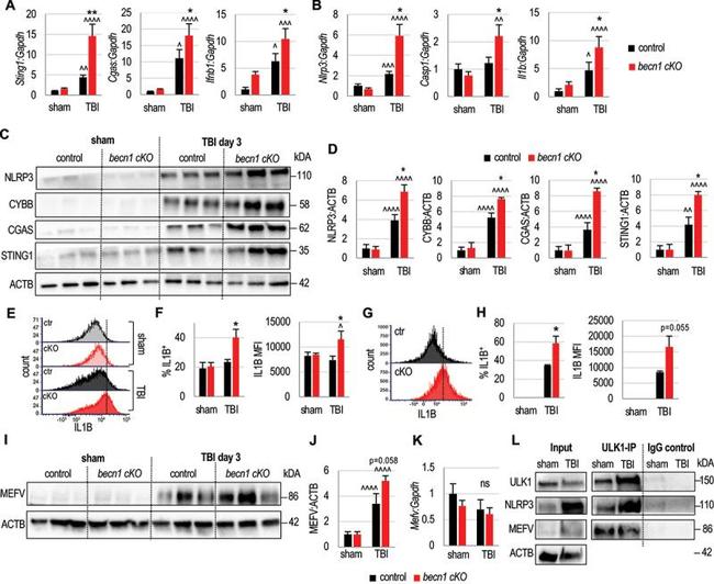 IL-1 beta (Pro-form) Antibody in Flow Cytometry (Flow)