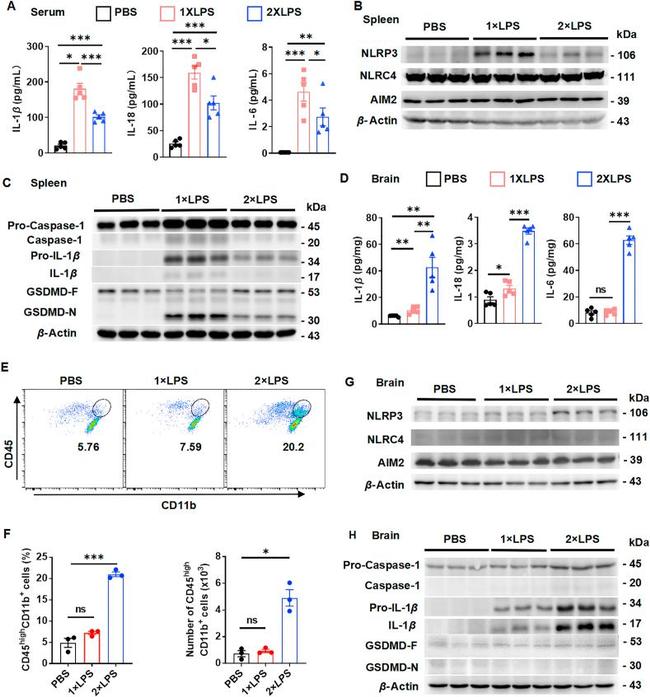 CD45 Antibody in Flow Cytometry (Flow)