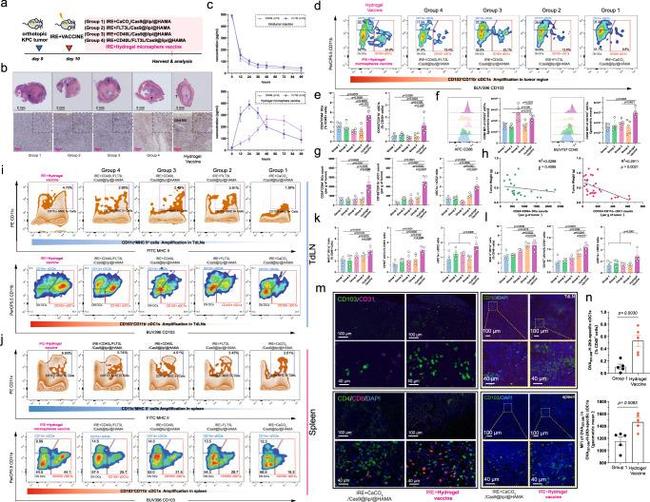 CD11b Antibody in Flow Cytometry (Flow)