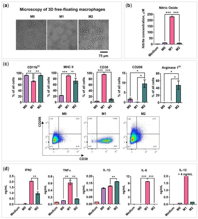 CD38 Antibody in Flow Cytometry (Flow)