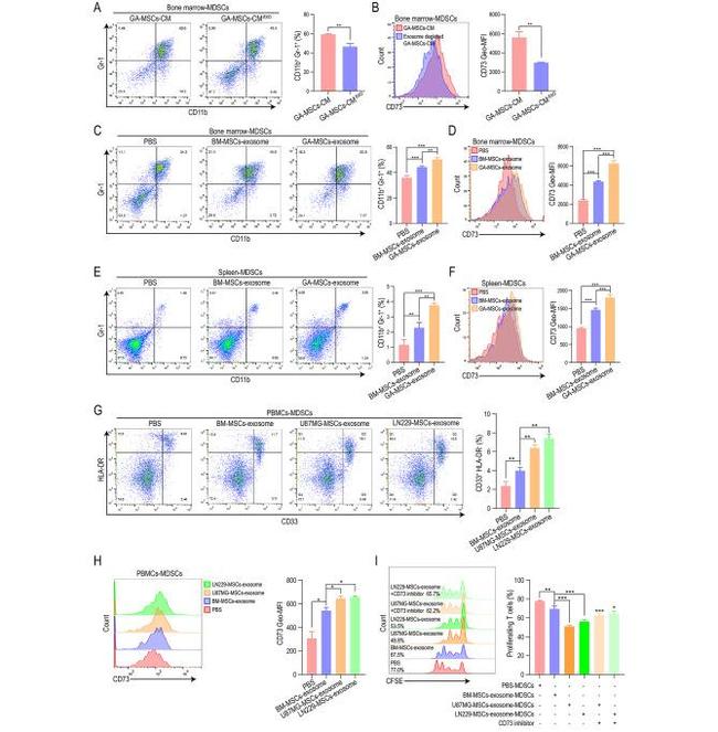 CD73 Antibody in Flow Cytometry (Flow)