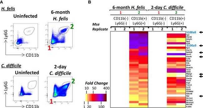 CD11b Antibody in Flow Cytometry (Flow)