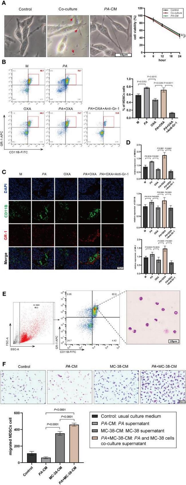 CD11b Antibody in Flow Cytometry (Flow)