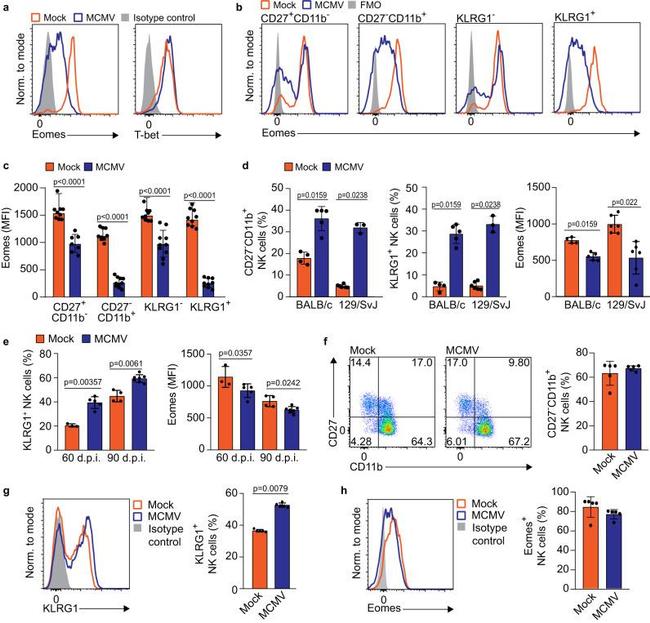 KLRG1 Antibody in Flow Cytometry (Flow)