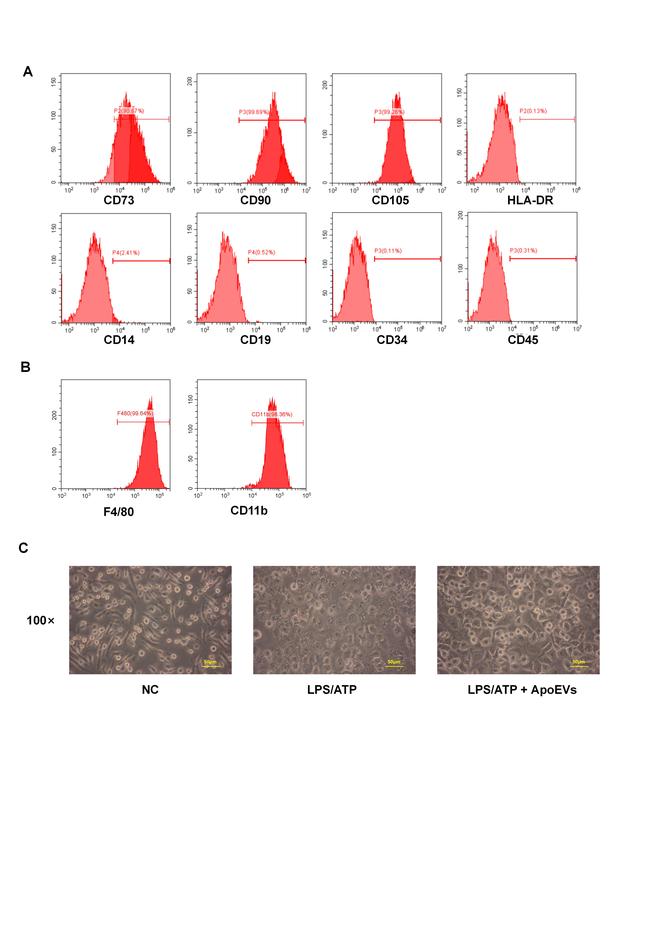 CD90 (Thy-1) Antibody in Flow Cytometry (Flow)