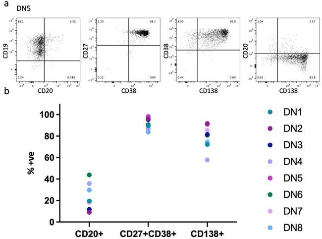 CD20 Antibody in Flow Cytometry (Flow)