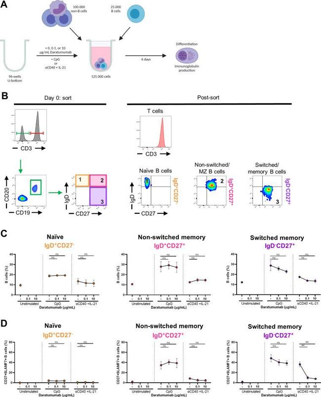 CD27 Antibody in Flow Cytometry (Flow)