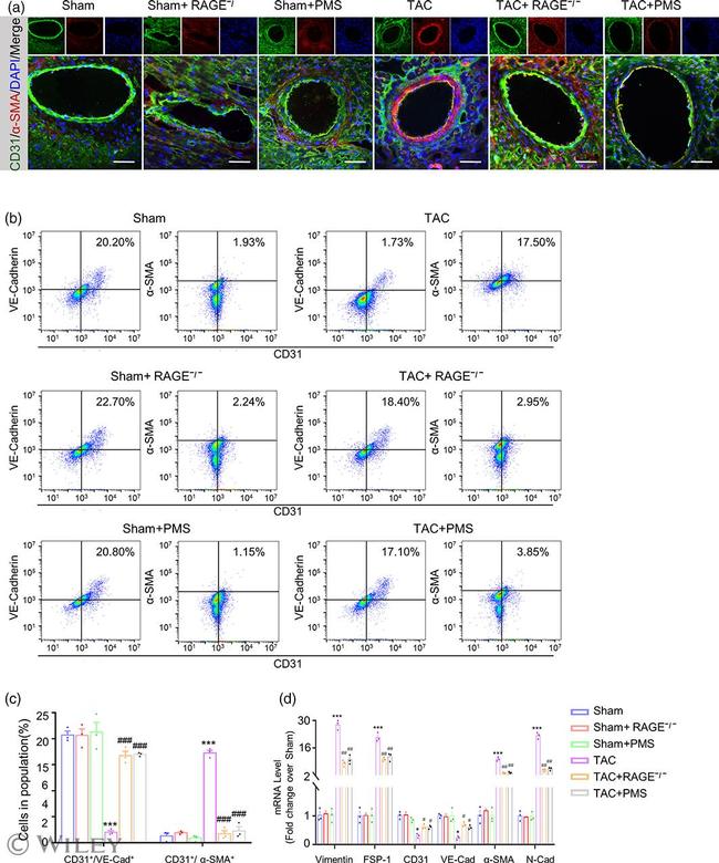 CD31 (PECAM-1) Antibody in Flow Cytometry (Flow)