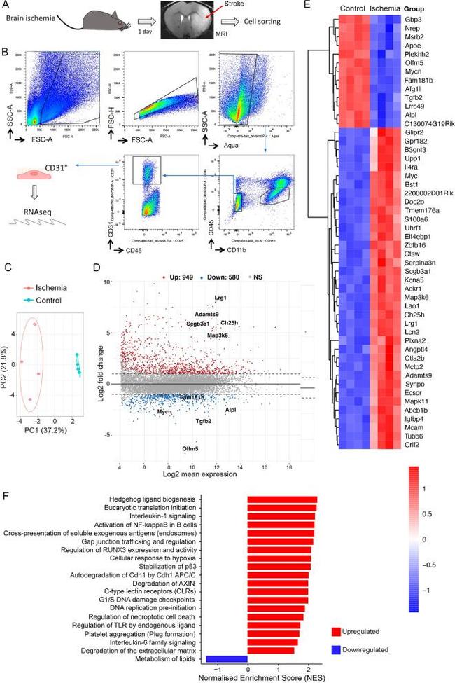 CD31 (PECAM-1) Antibody in Flow Cytometry (Flow)