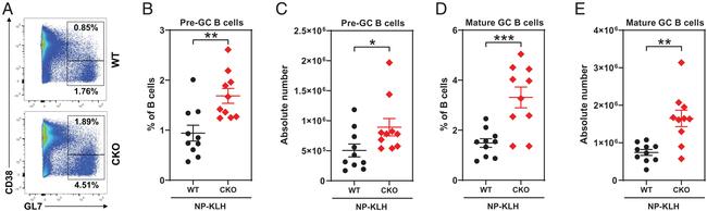 CD38 Antibody in Flow Cytometry (Flow)