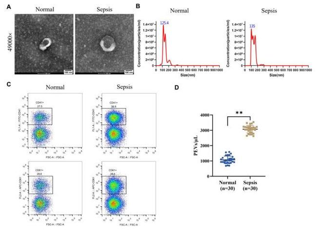 CD41a Antibody in Flow Cytometry (Flow)