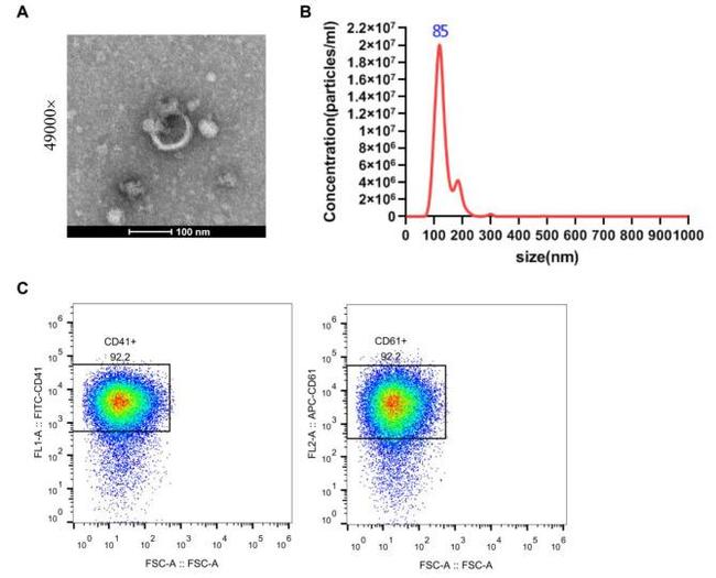 CD41a Antibody in Flow Cytometry (Flow)