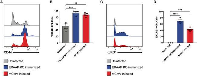 CD44 Antibody in Flow Cytometry (Flow)