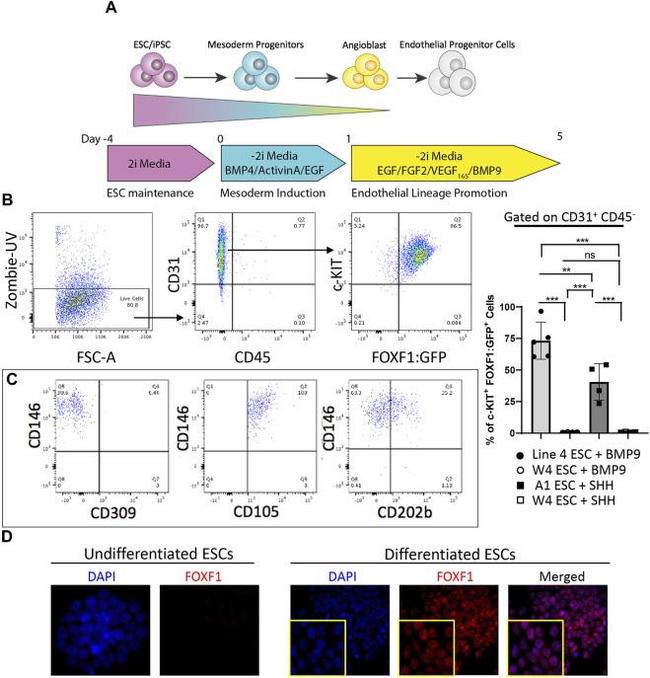 CD117 (c-Kit) Antibody in Flow Cytometry (Flow)