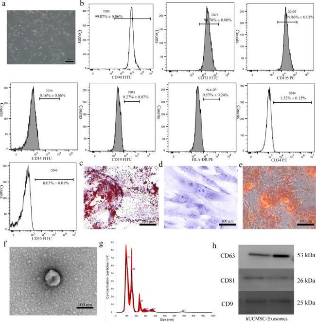 CD45 Antibody in Flow Cytometry (Flow)