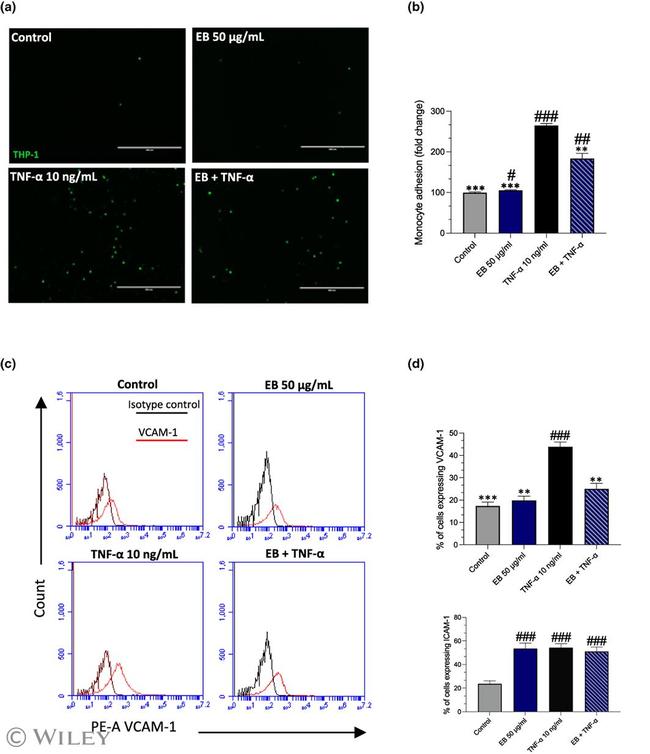 CD54 (ICAM-1) Antibody in Flow Cytometry (Flow)